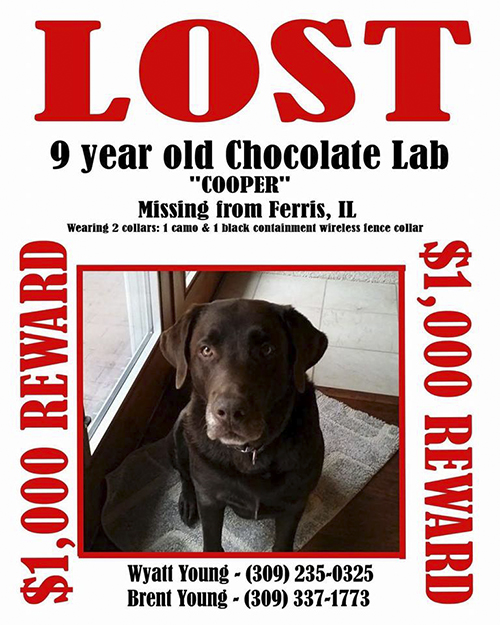 missing chocolate lab