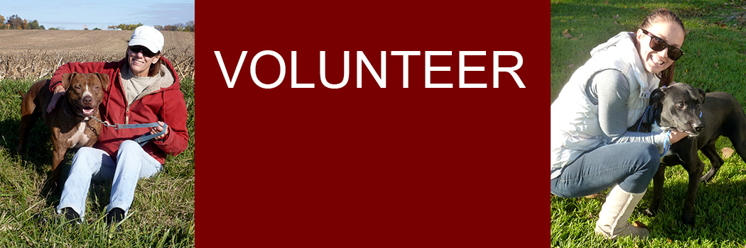 Volunteer - find out how you can help