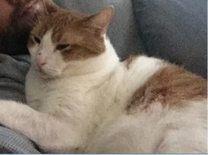 Buddy