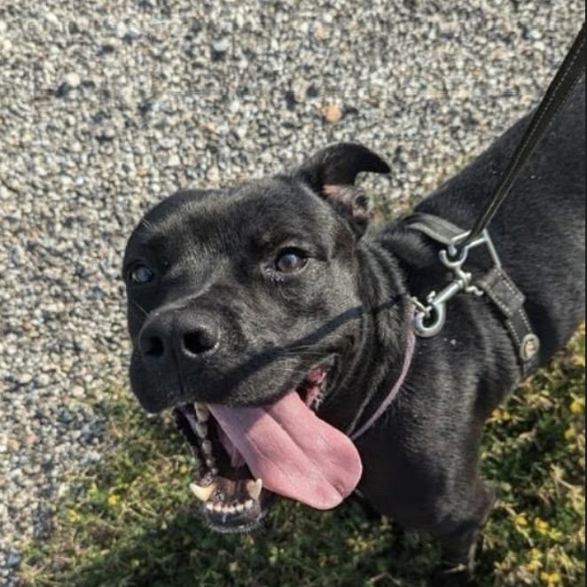 Screen Shot 2024-08-17 at 5.35.01 PM